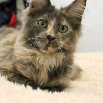 Мейн-Кун девочка готова к переезду, в Череповце