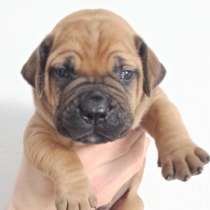 Бурбуль цуценята, в г.Ровно