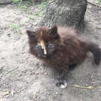 Потерялась кошечка, в г.Барановичи