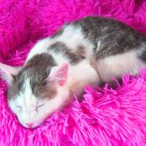 Котенок, глаза мамины, окрас папин, в г.Усть-Каменогорск