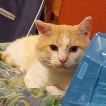 Добродушный рыжий котик, в Санкт-Петербурге