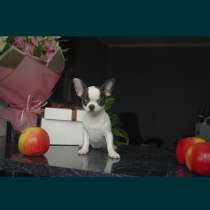 Chihuahua FCI, в г.Берлин