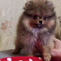 Померанский шпиц, в г.Кобленц