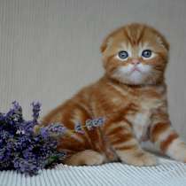Шотландские котята, в г.Брест