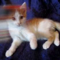 The Show Must Go !!!Мяу!!! !!!Мяу!!!, в г.Усть-Каменогорск