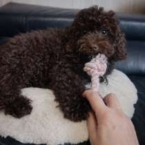 Пудель в окрасе горький шоколад, в г.Франкфурт-на-Майне