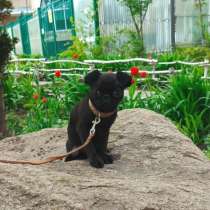 Черная девочка пти-брабансон, в Москве