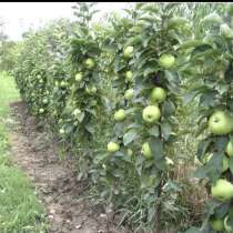 Саженцы для Сибири, в Красноярске