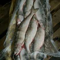 Свежая рыба горбуша и икра от рыбака Сахалина, в Москве