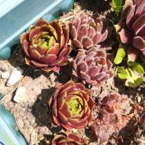 Молодило многолетние цветы, в Краснодаре