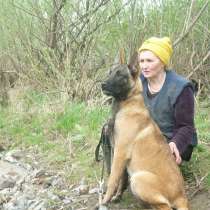 Бельгийская овчарка малинуа, в Ачинске