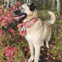 Очень добрый и общительный молодой пес Грэй в добрые руки, в Санкт-Петербурге