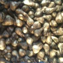 Нарцисc луковица сорт Narcissus poeticus actaea, в Ростове-на-Дону