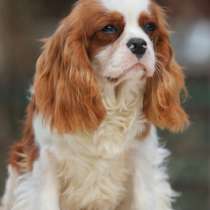 Puppy Cavalier King Charles Spaniel, в г.Палм-Бич