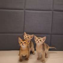 Абиссинские котята, в г.Стамбул