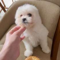 Мини девочка мальтипу, в г.Брилле