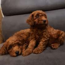 Пуделята, от очень красивой пары, в г.Прага