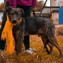 Красивейший пес тигрового окраса, в Санкт-Петербурге