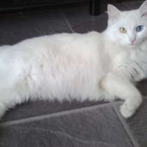 Белоснежный кот GOOGL, в Казани