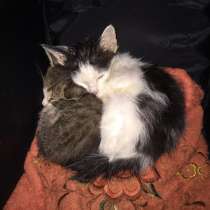 Отдадим кошечек в добрые руки, в Ивантеевка