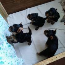 Щенки йоркширского терьера, в Москве