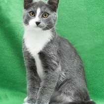 Очаровательные котята, две девочки и мальчик в добрые руки, в Москве