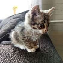 Очаровательный серо-дымчатый котенок в добрые руки, в Москве