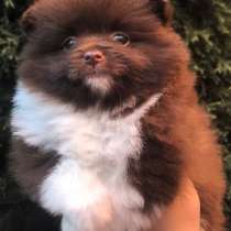 Померанский шпиц. Chocolate. Пати - колор, в г.Мариенберг