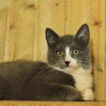 Красивый голубой котенок, в Санкт-Петербурге