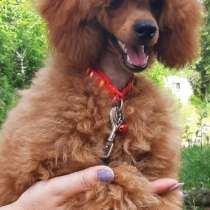 Пудель. Red, в г.Милан