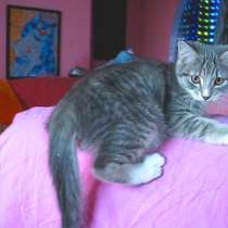 Европейская гладкошёрстная (девочка 3 мес.), в г.Усть-Каменогорск