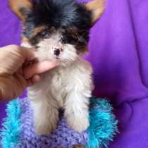 Девочка бивер йорка, в Москве