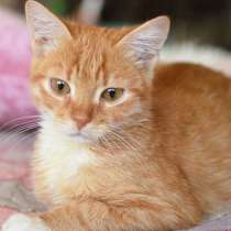 Рыжее солнышко Марсик в лучшие ручки, в Москве