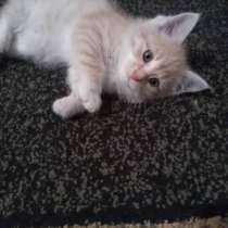 Отдам котенка в очень добрые руки!!!, в г.Бишкек