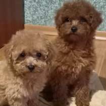 Той пудель, в г.Westend