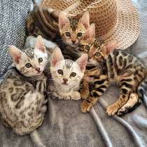 Bengal Cat, в г.Швайнфурт