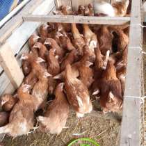 Продам куры несушки, в Челябинске