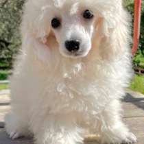 Пудель. White, в г.Дрезден