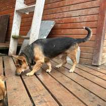 Смешной маленький кабачок, в Санкт-Петербурге