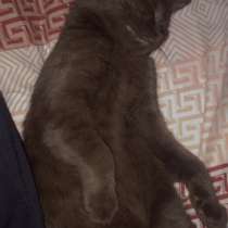 Продам шоколадную кошечку, в г.Красный Лиман