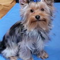 Йоркширский терьер, в г.Бремен