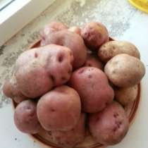 Картофель экологически чистый, в Томске