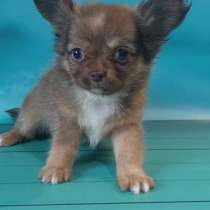 Chihuahua. Lilac sable boy, в г.Берлин