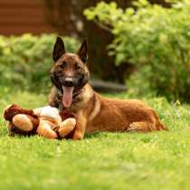 Красавчик Анзор ищет дом, в Москве
