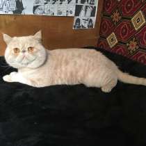 Кот ЭКЗОТ-ЭКСТРИМАЛ приглашает на вязку, в г.Тирасполь