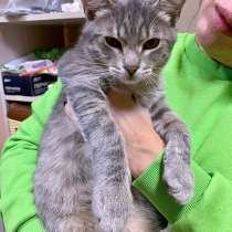 Очень ласковый серо-голубой котик Филя в добрые руки, в Москве
