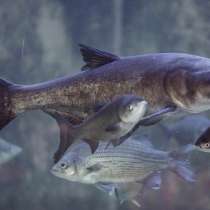 Живая рыба Толстолобик, в Москве