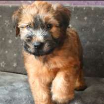 Ирландски мекокосмест пшеничен териер кученца, в г.Veliko Turnovo