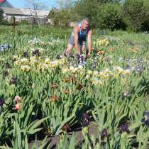 Ирисы почтой по всей России. Высокие, среднерослые, высокие, в Москве