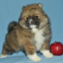 Померанский шпиц, в г.Шветцинген